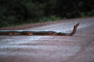 Ananconda 2 (Claudia Nuzzo)